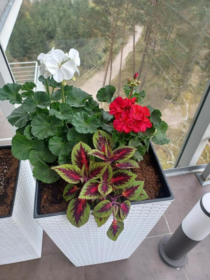Apartament Z Widokiem Na Morze Dziwnówek Eksteriør billede